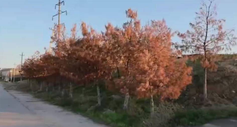 Toshkentda 100 dan ortiq daraxt noqonuniy kesilib, tabiatga qariyb bir mlrd so‘m zarar yetkazildi